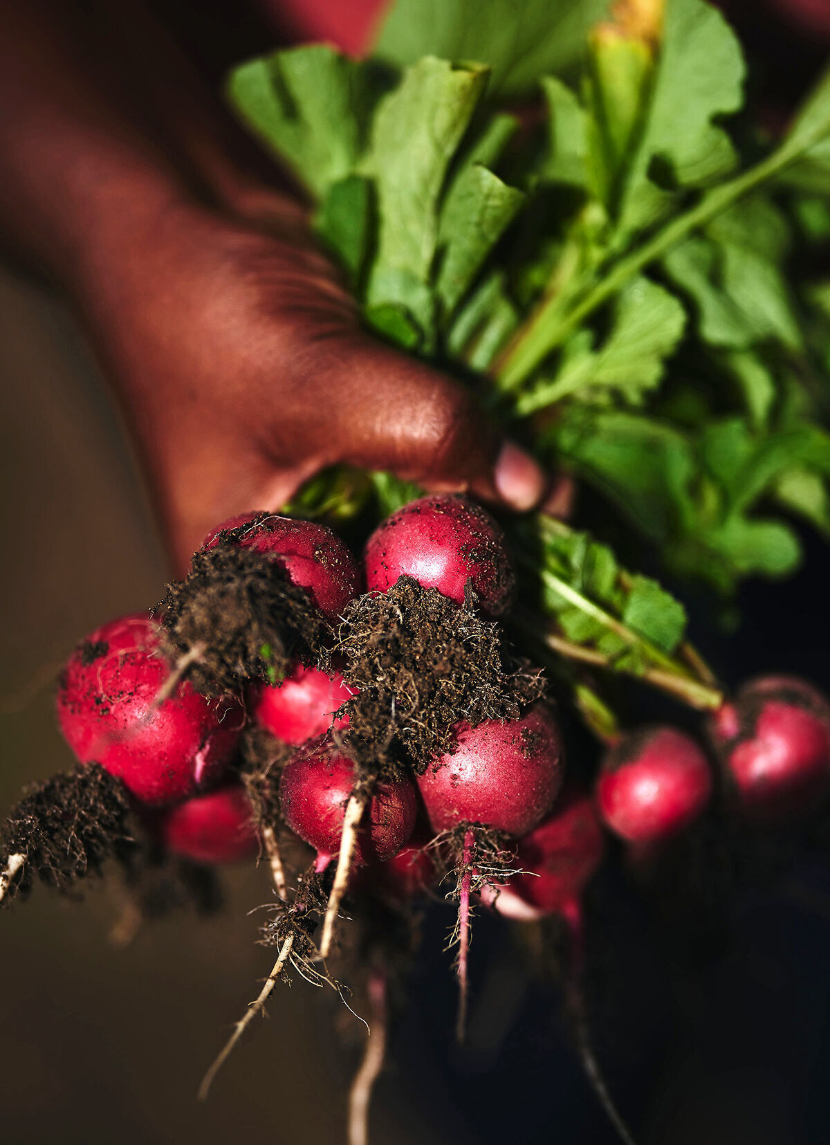 Hawkins harvest 2